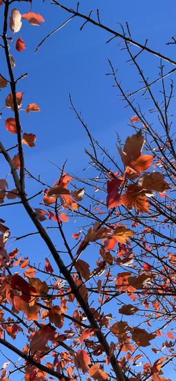 Fall leaves and blue sky