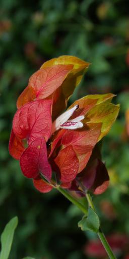 Shrimp plant🍂