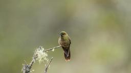 Close-up of a Greenbul Perching on a Branch[1920x1080]