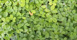 Dew Drops on Leaves [4096 x 2160]