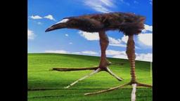 Gigantic Bird Standing on Its Huge Feet on the Default Windows Background (1920x600)