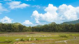 Paddy Field (3840X2160)