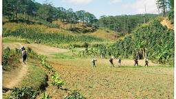 People walking through a field with coffee plants[1920x1080]
