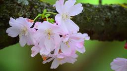 Close-up of Delicate Pale Pink Flowers on the Tree[1920x1080]