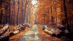 Autumn Forest Path [3840x2160]