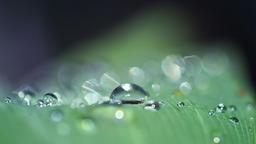 Dewdrops, Water drops, Mac wallpaper image[1920x1080]