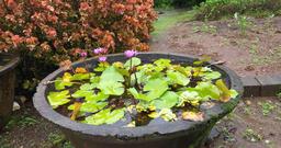 Beautiful Lotus [4096 x 2160]