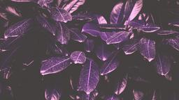 Purple Leaves [3840x2160]